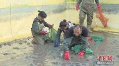 （乡村行·看振兴）山西榆社：“甲鱼”变“致富鱼” “养”出特色产业富民路